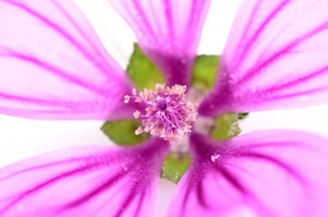 Obraz premium a beautiful lavatera flowers ( growing wild mallow) background