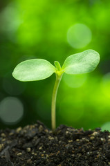 Sunflower sprout on vivid green bokeh background.(vertical)