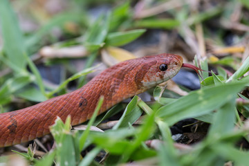 Russell's Kukri Snake