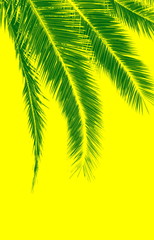 Palm leaves on yellow background