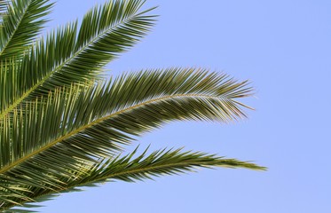 Fototapeta na wymiar Palm leaves on blue sky
