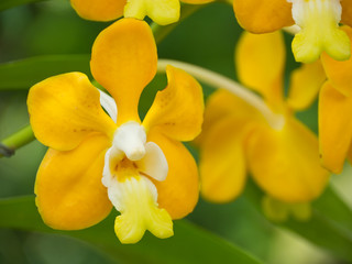Fototapeta premium Vanda denisoniana