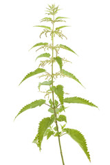 nettle