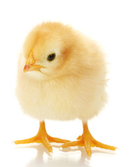 beautiful little chicken isolated on the white