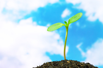 Sunflower sprout on blue sky background.(horizontal)