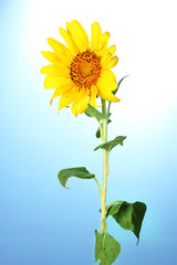 Fototapeta premium beautiful sunflower, on blue background