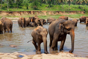Naklejka premium Elephant on Sri Lanka