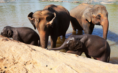 Elephant on Sri Lanka