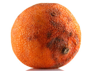 Rotten orange isolated on white