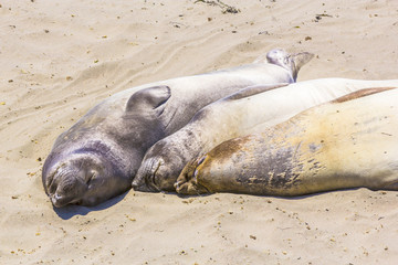 hugging young male Sea lions at the sandy beach relax