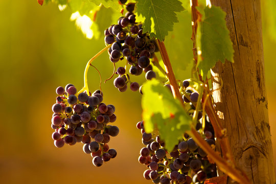 Grapes