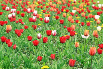 A field of red, pink and white tulips