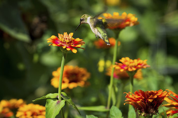 Hummingbird