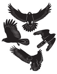 eagle