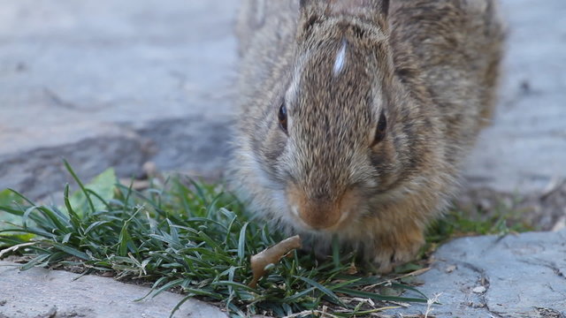 Young rabbit eating grass in the garden