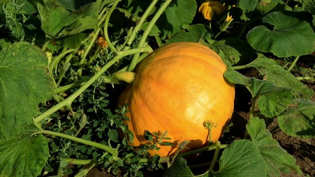 pumpkin in field