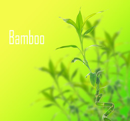 bamboo