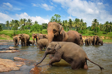 Fototapeta premium Elephants in the river
