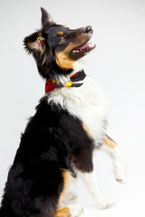 Hunde Welpe