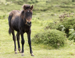 A Dartmoor Pony Foal, Devon, England