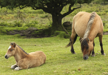 Fototapeta premium A Dartmoor Pony Mare and Foal, Devon, England