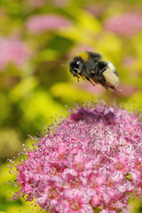 Bumblebee