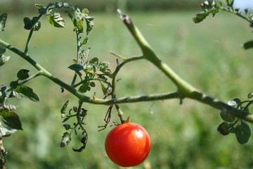 Pojedynczy mały pomidor koktajlowy wiszący na roślinie. - obrazy, fototapety, plakaty