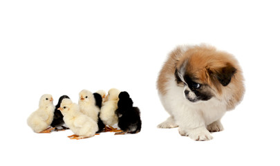 Pekingese with chickens on a white background