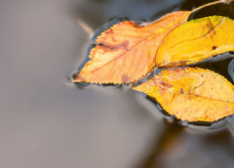 bright autumn leaves in water