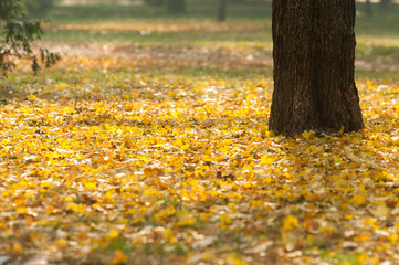 Autumnal photo in a forest