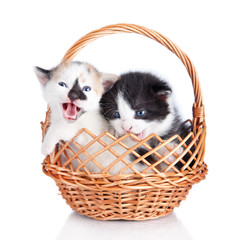 Fototapeta na wymiar Two adorable small kitten in wooden basket isolated over white