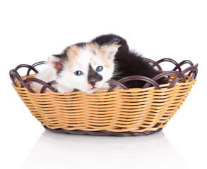 Fototapeta na wymiar kitten in basket isolated on white