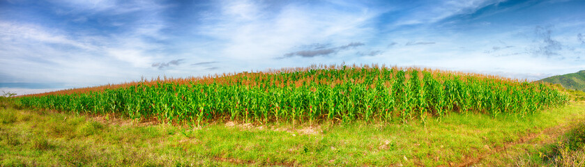 Fototapeta na wymiar Corn crop