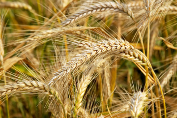 wheat field, clouse up