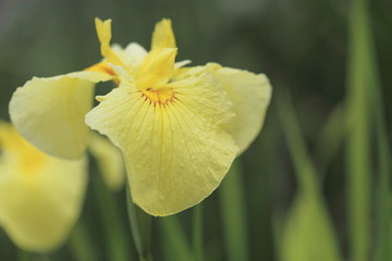 1206024624　花菖蒲・愛知の輝　堀切菖蒲園