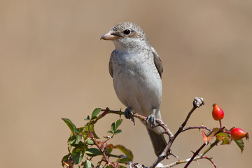 Rotkopfwürger Jungvogel auf Rosenbusch