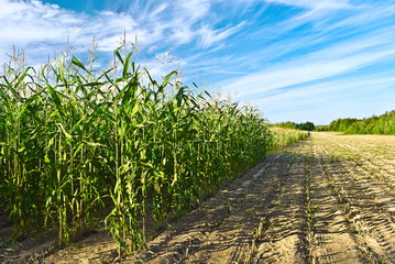 Harvest of corn for a cattle feed