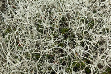 Northern Reindeer Lichen