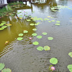 Lotus in pond