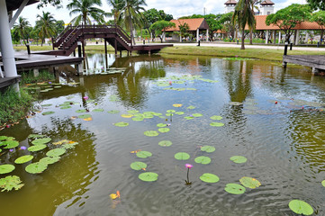 Fototapeta na wymiar Lotus in pond