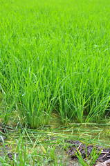 Rice fields