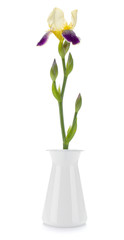 Flower in a vase