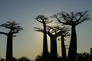 Fototapeta na wymiar Baobab aleja, Menabe