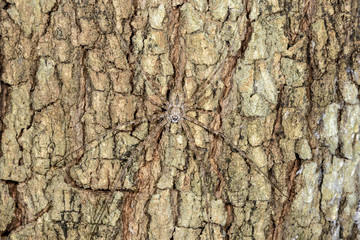 long-spinnered bark spider, tsingy de bemahara
