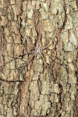 long-spinnered bark spider, tsingy de bemahara