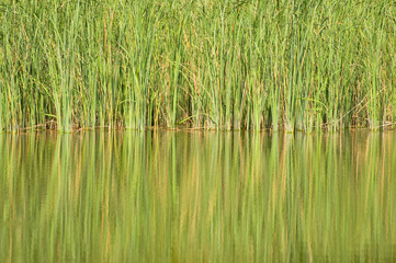 Lake and reed