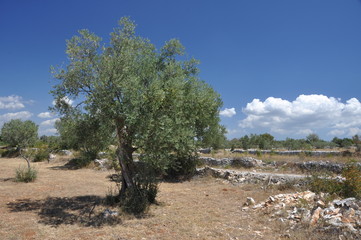 Kroatischer Olivenbaum