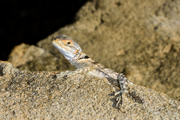 oplurus cuvieri, tsingy de bemahara