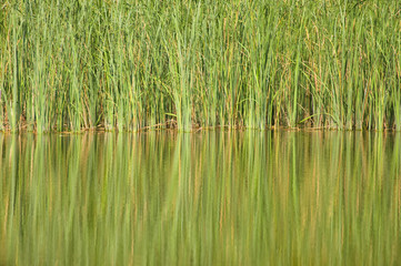 Lake and reed