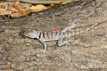 oplurus cuvieri, tsingy de bemahara